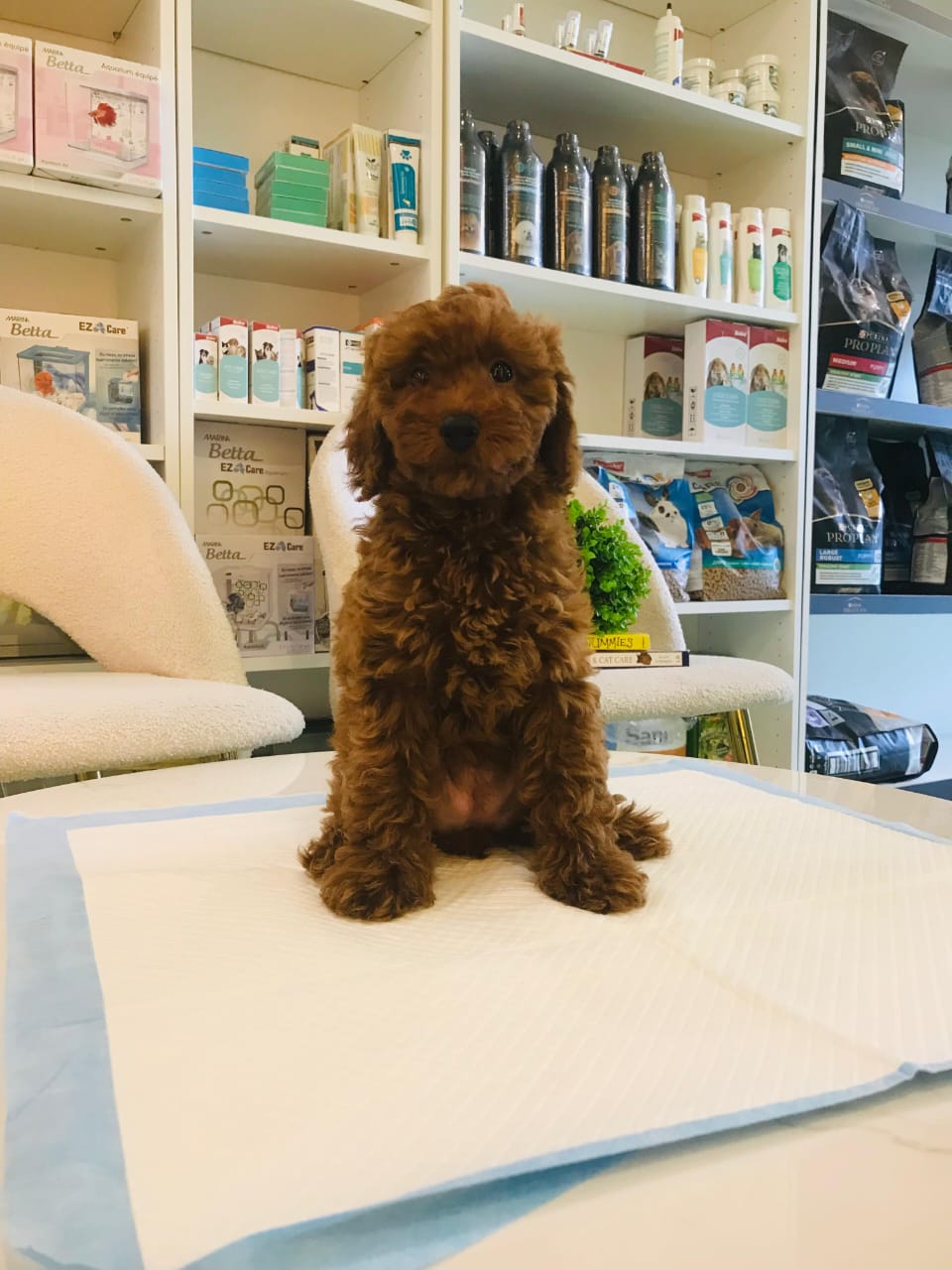 Toy Poodle Female Puppy