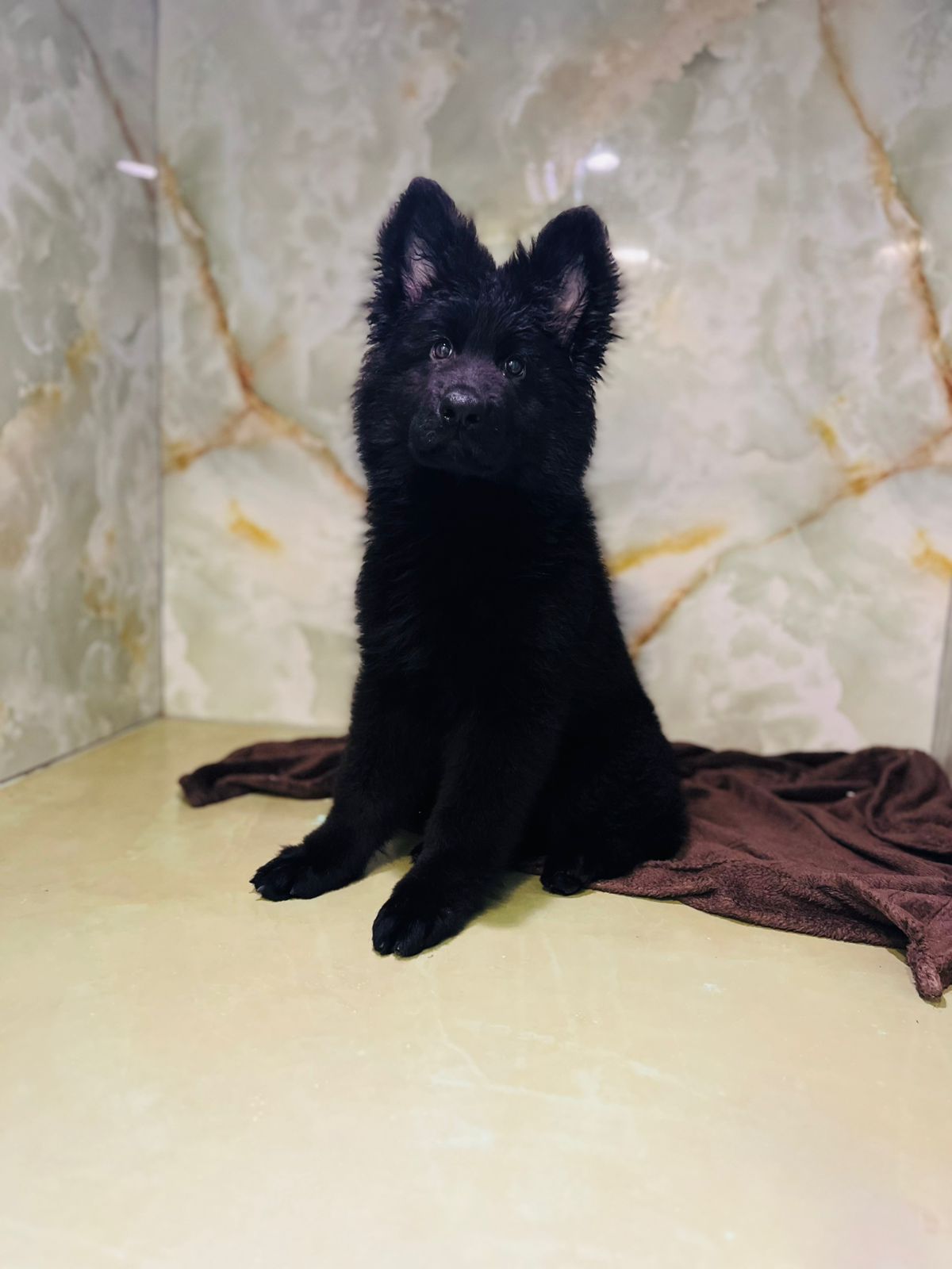 King Size Black Jack puppy