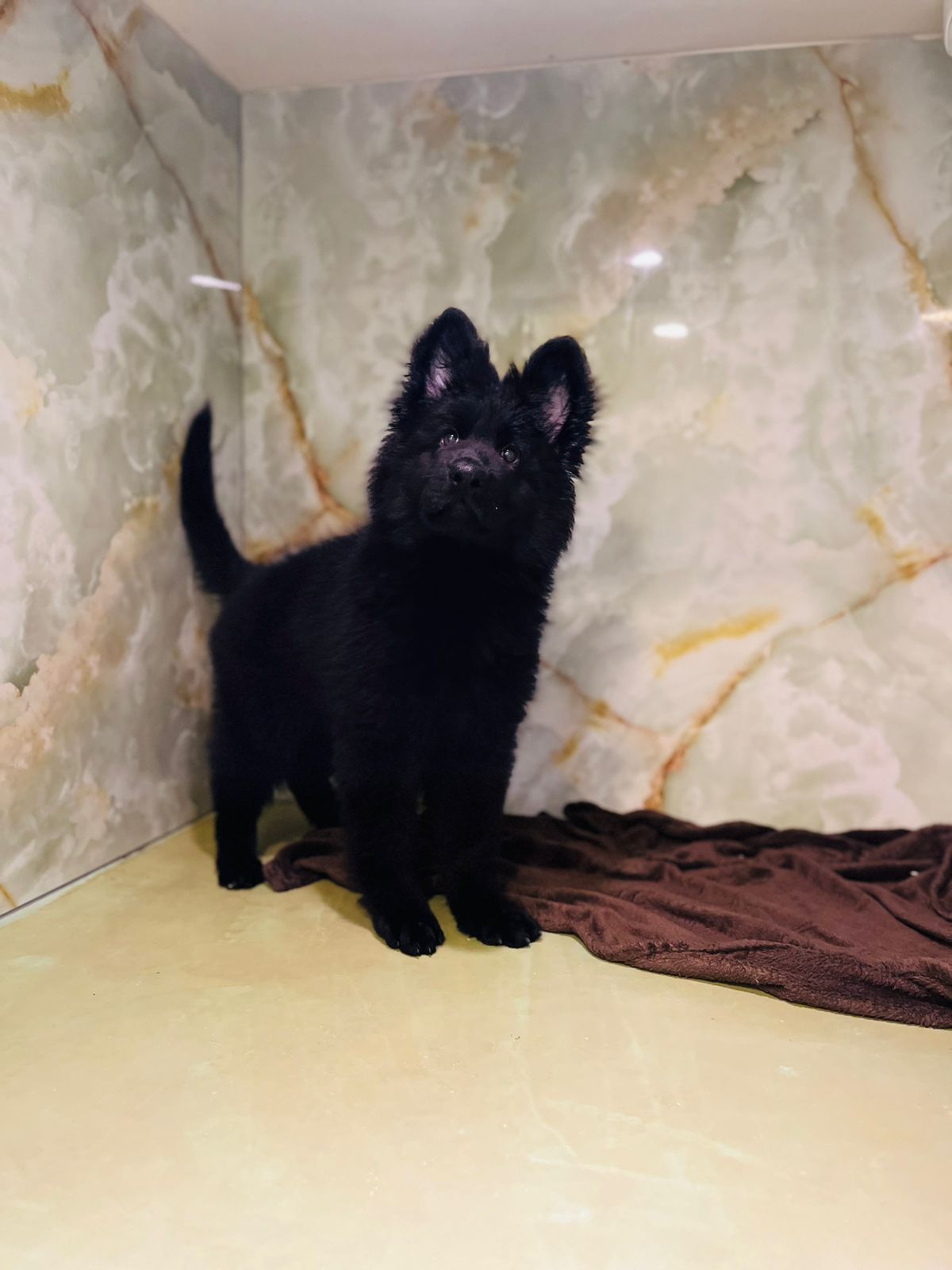 King Size Black Jack puppy