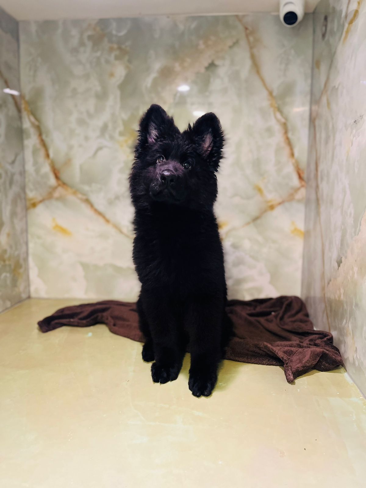 King Size Black Jack puppy