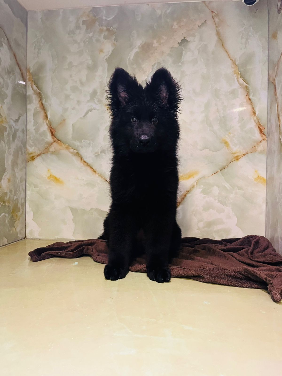 King Size Black Jack puppy