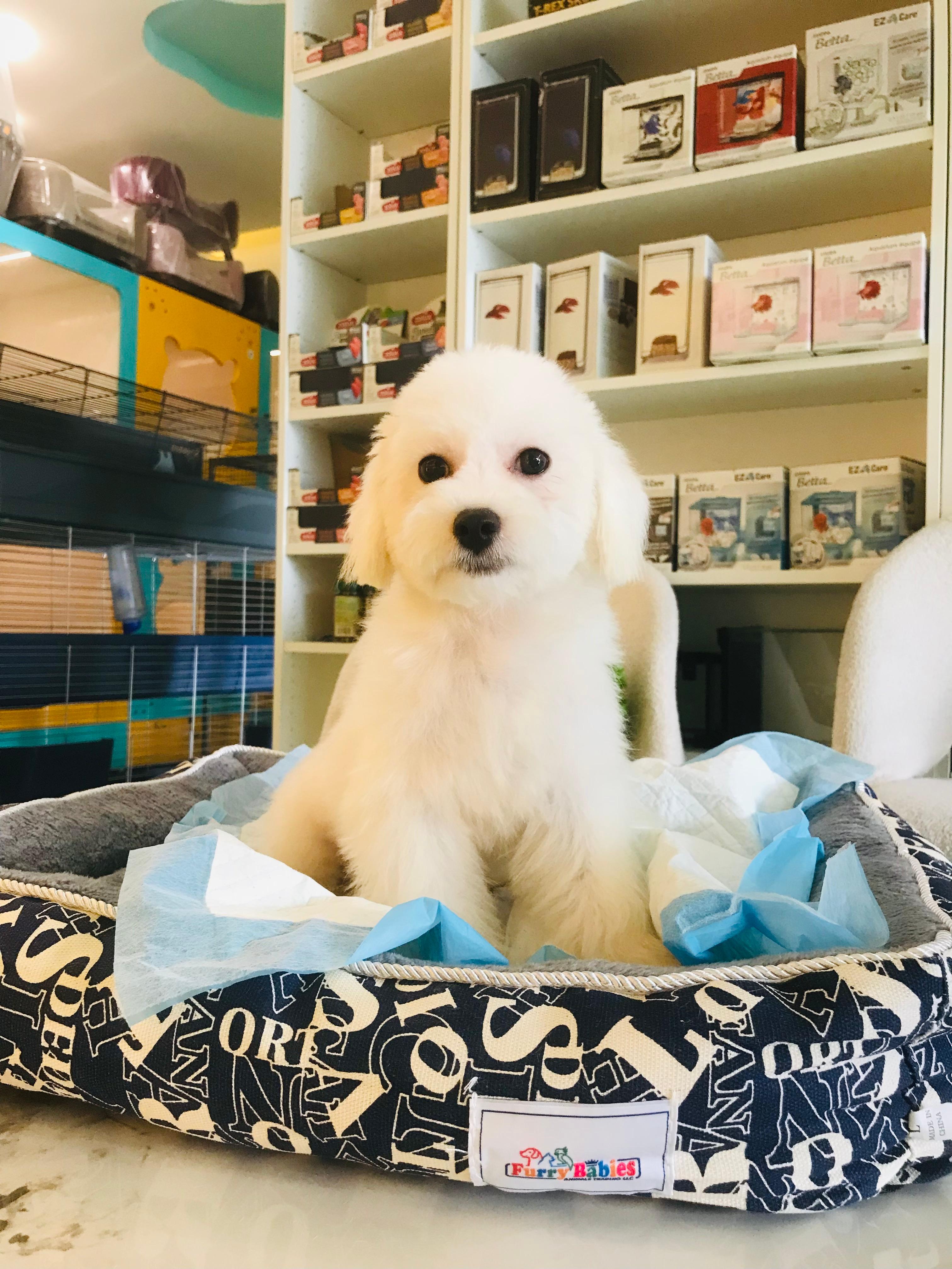 Maltese Puppy