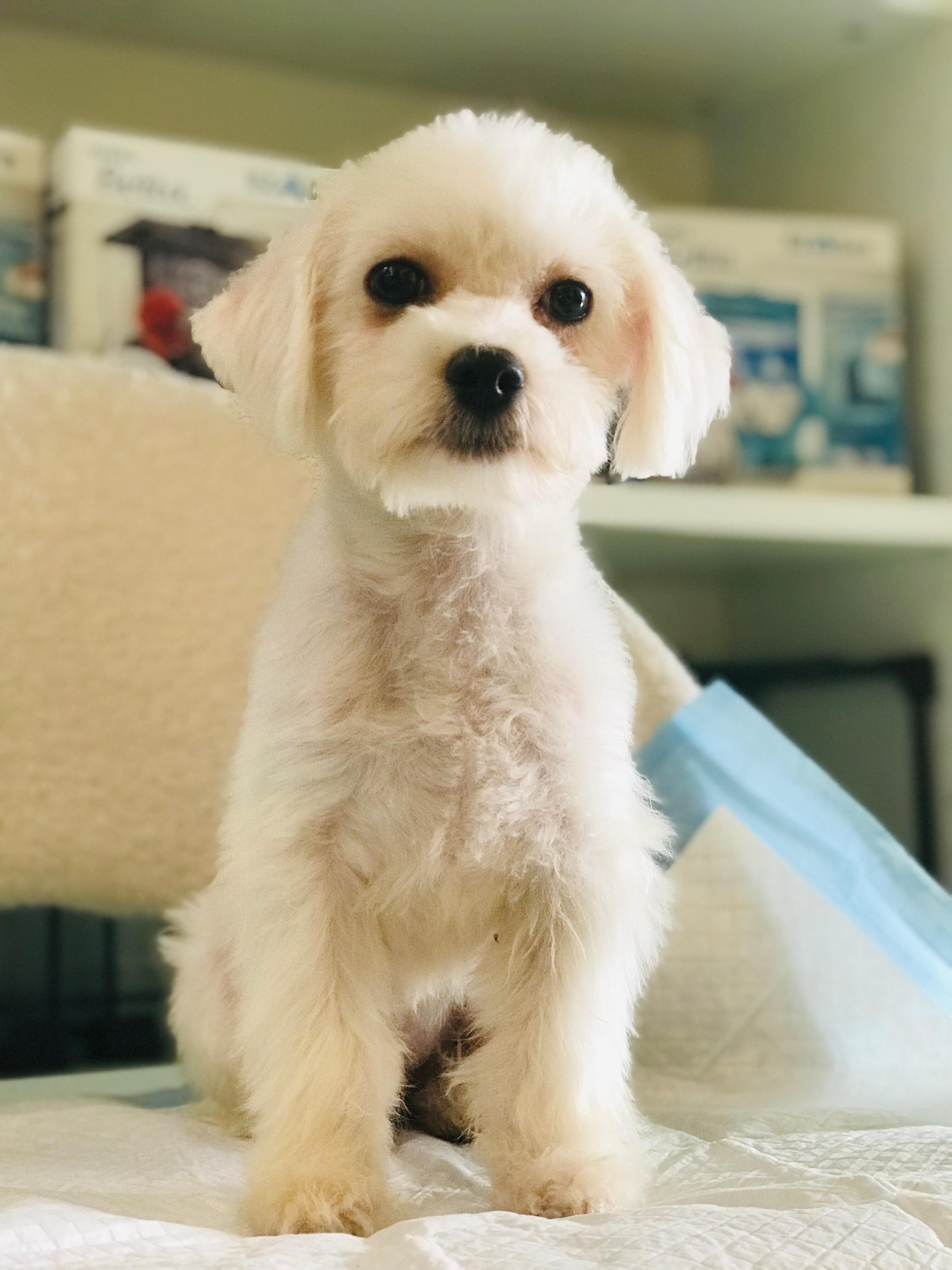 Maltese Puppy