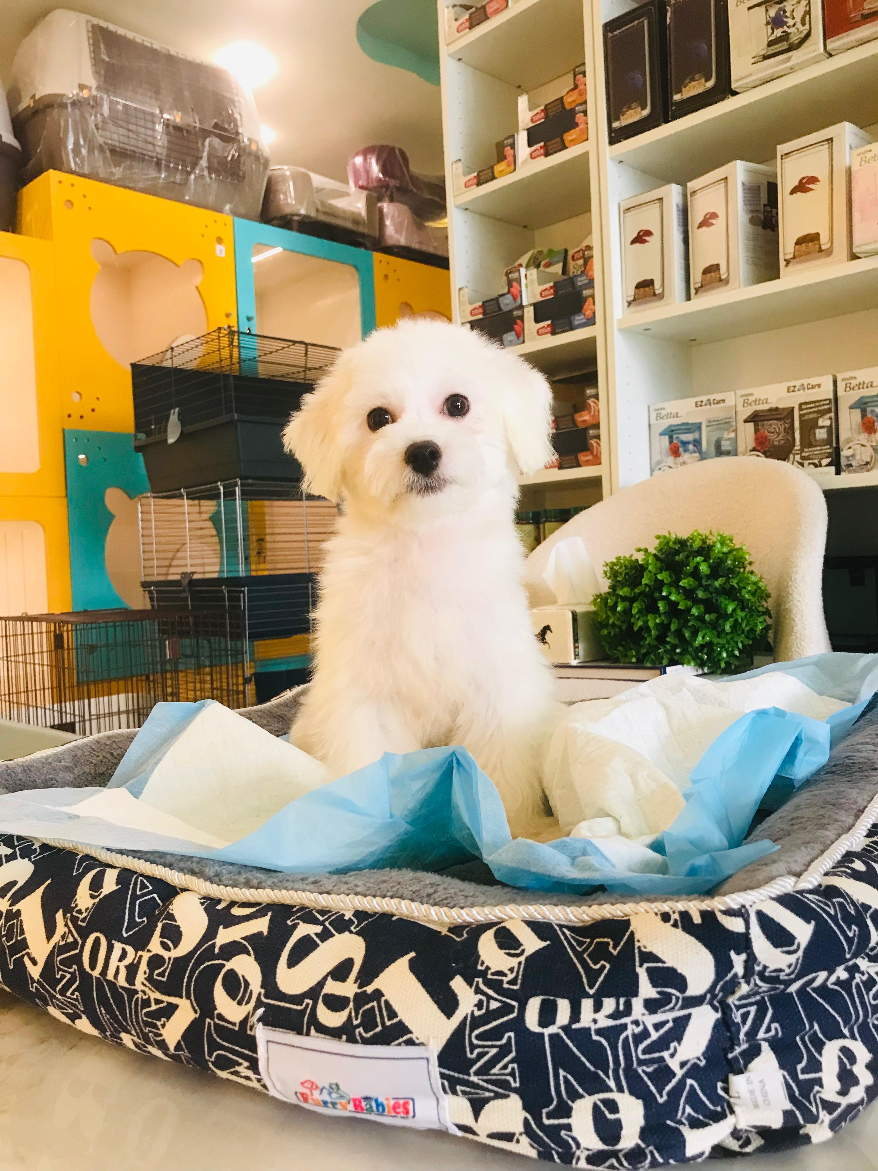 Maltese Puppy