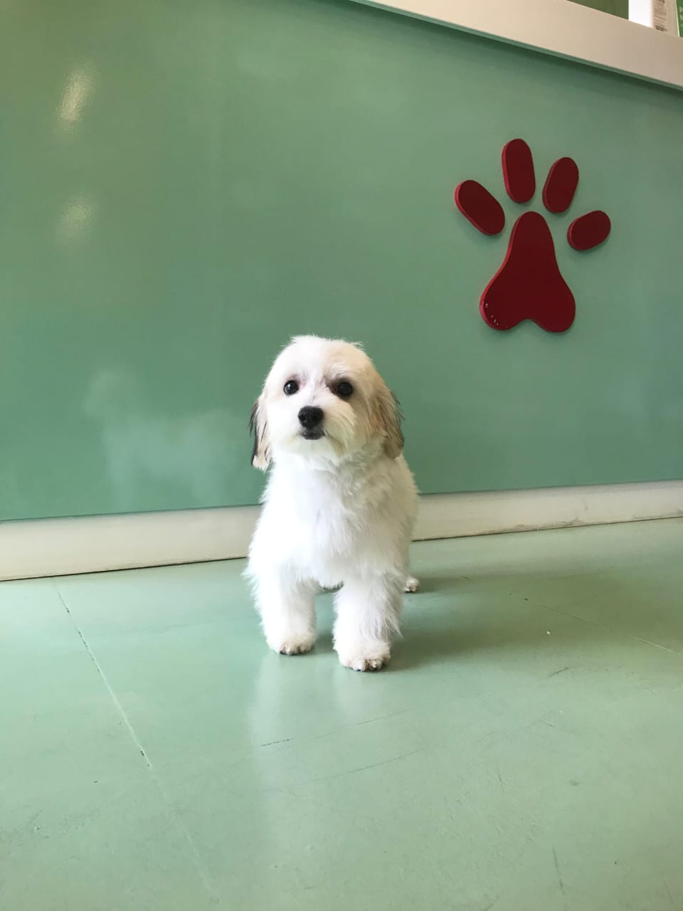 Havanese Female Puppy