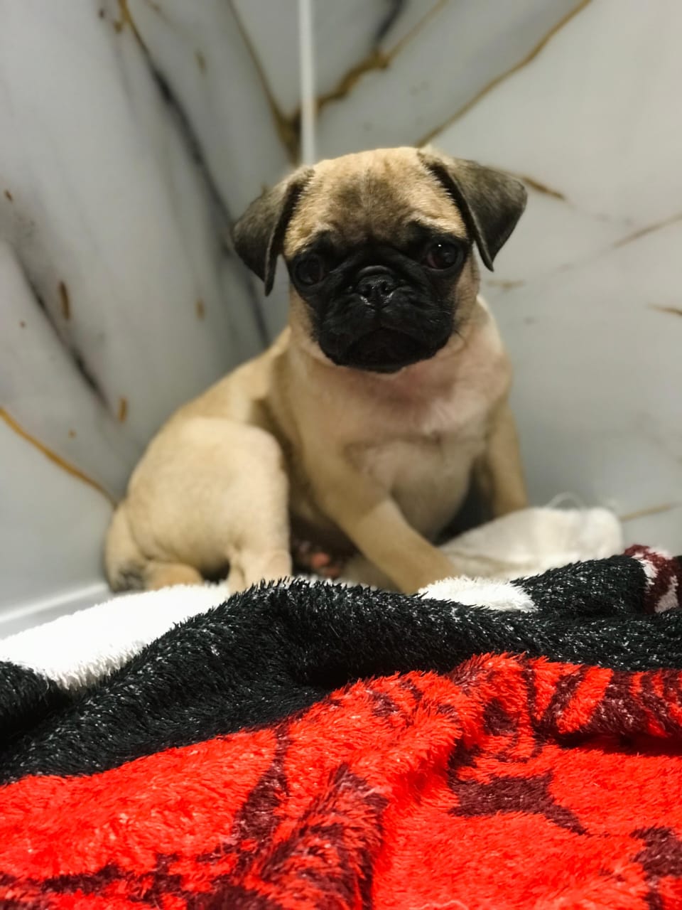 Pug Female Puppy