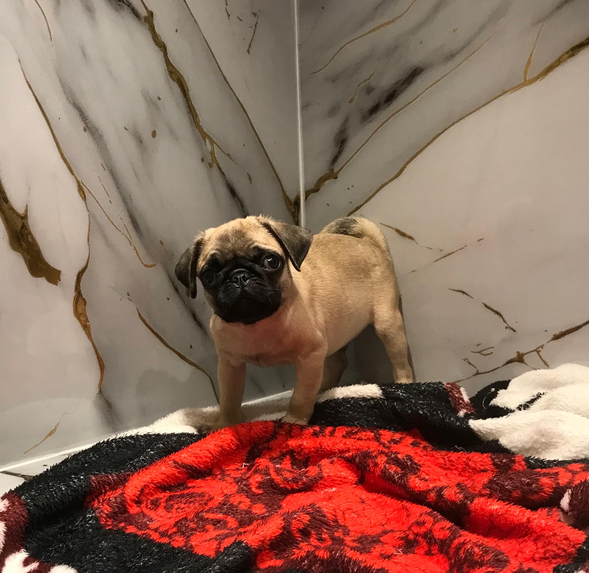 Pug Female Puppy