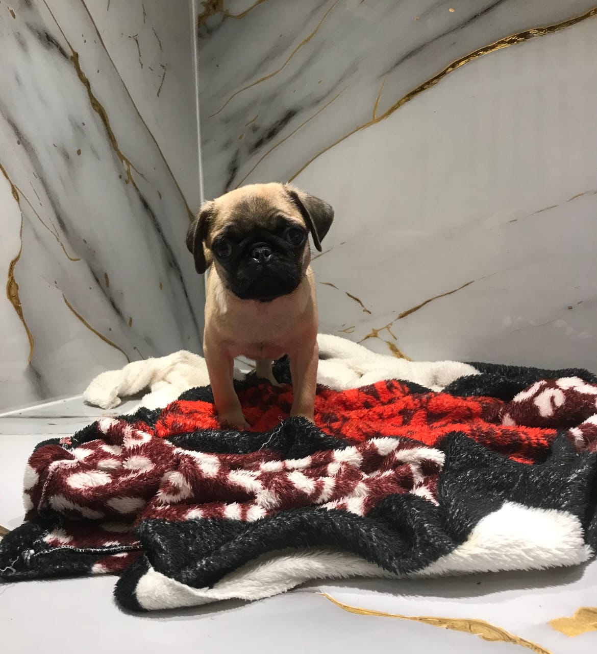 Pug Female Puppy