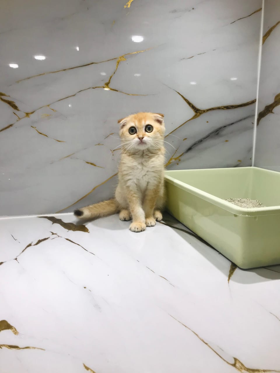 Scottish Fold Golden Chinchilla Male