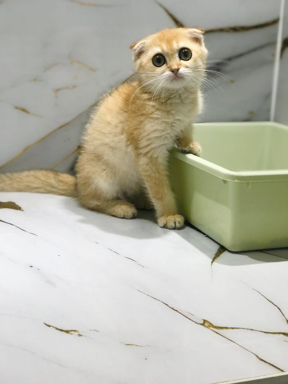 Scottish Fold Golden Chinchilla Male