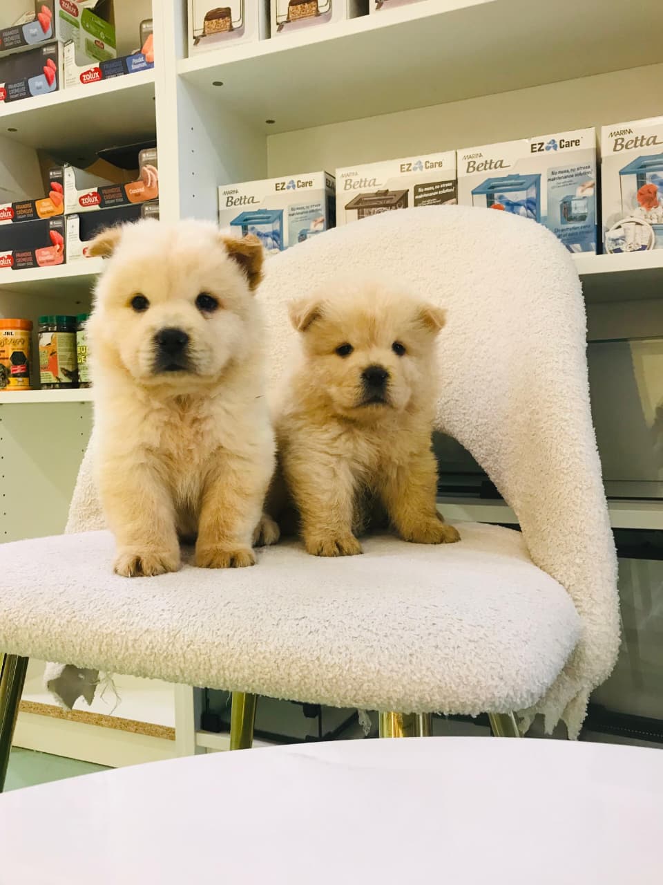 Chow Chow Male