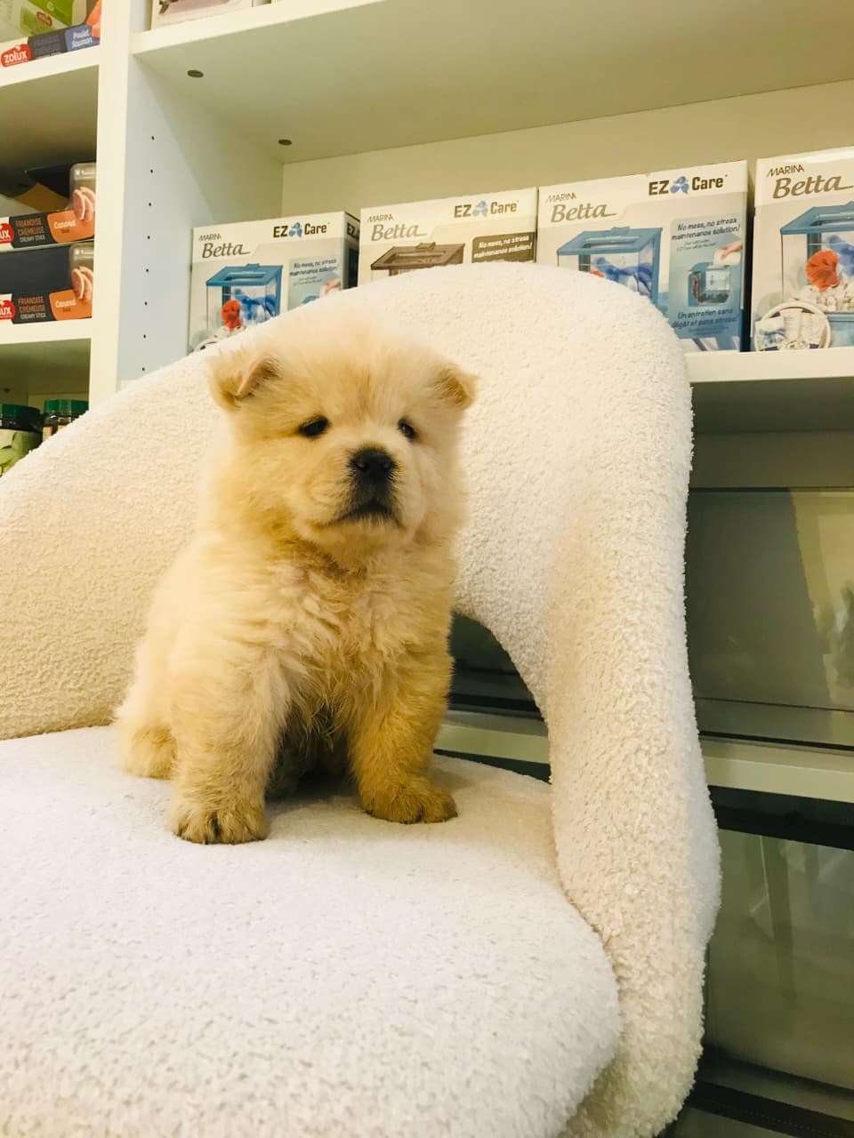 Chow Chow Male