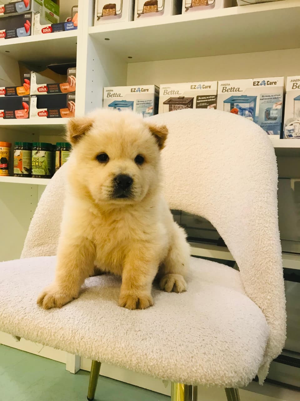 Chow Chow Male