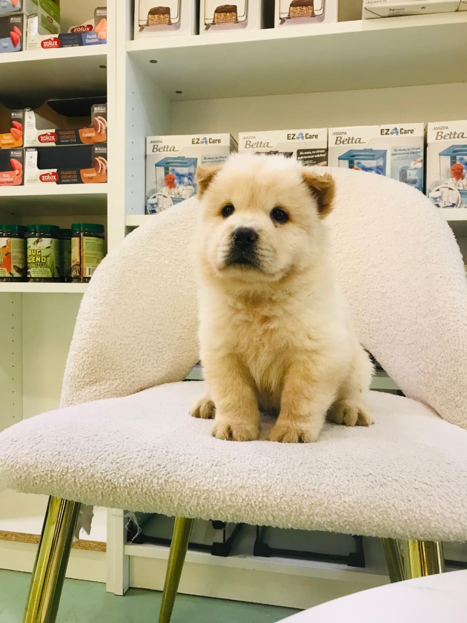Chow Chow Male