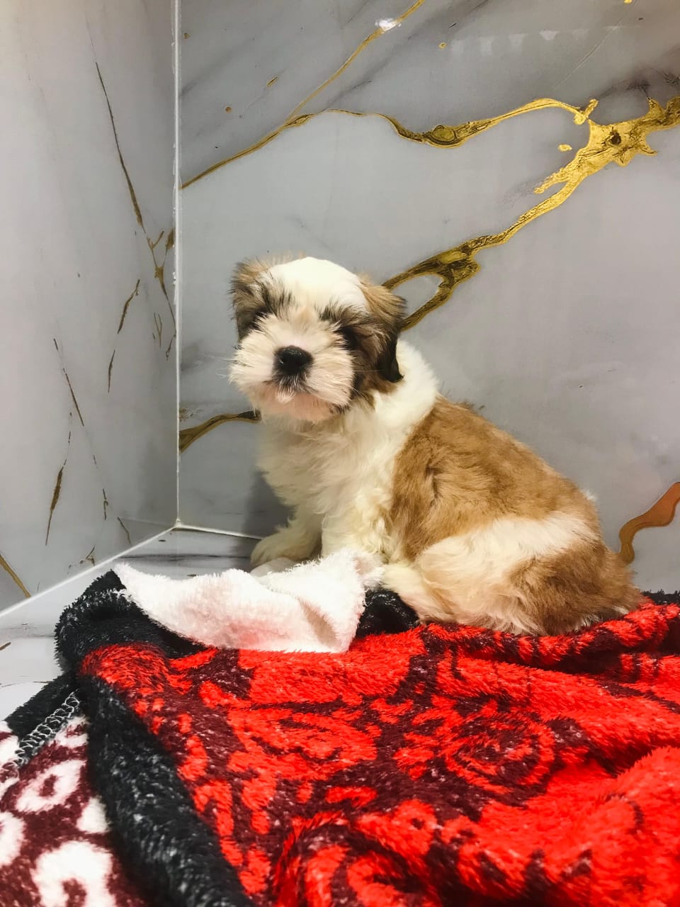 Shihtzu Puppy Female
