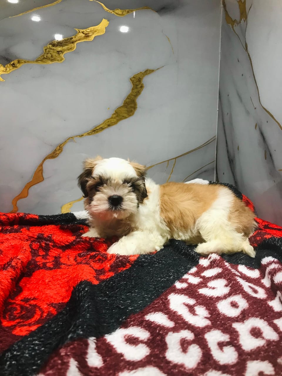 Shihtzu Puppy Female