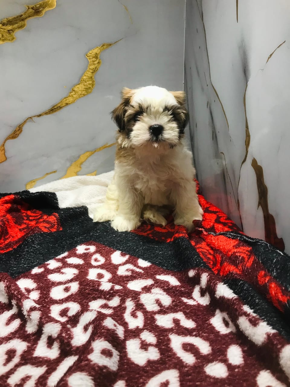 Shihtzu Puppy Female