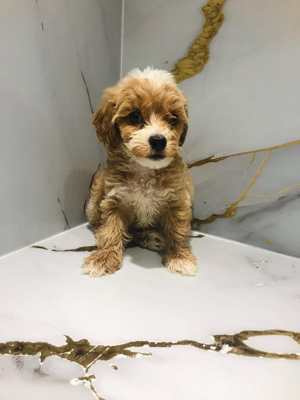 Maltipoo Male Puppy