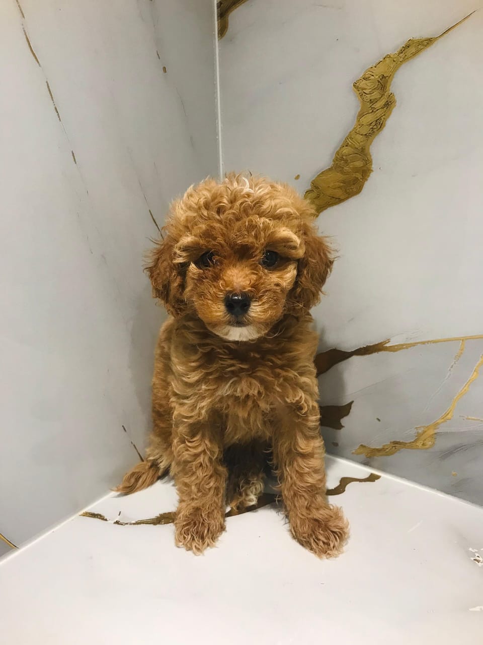 Maltipoo Male Puppy