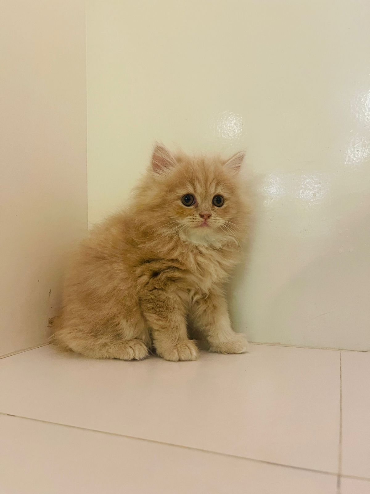 Persian Female kitten