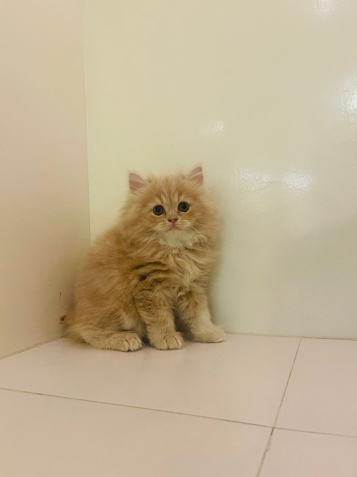 Persian Female kitten