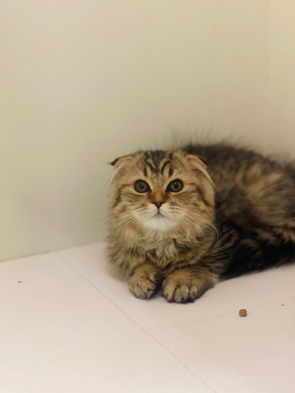 Scottish Fold Kittens