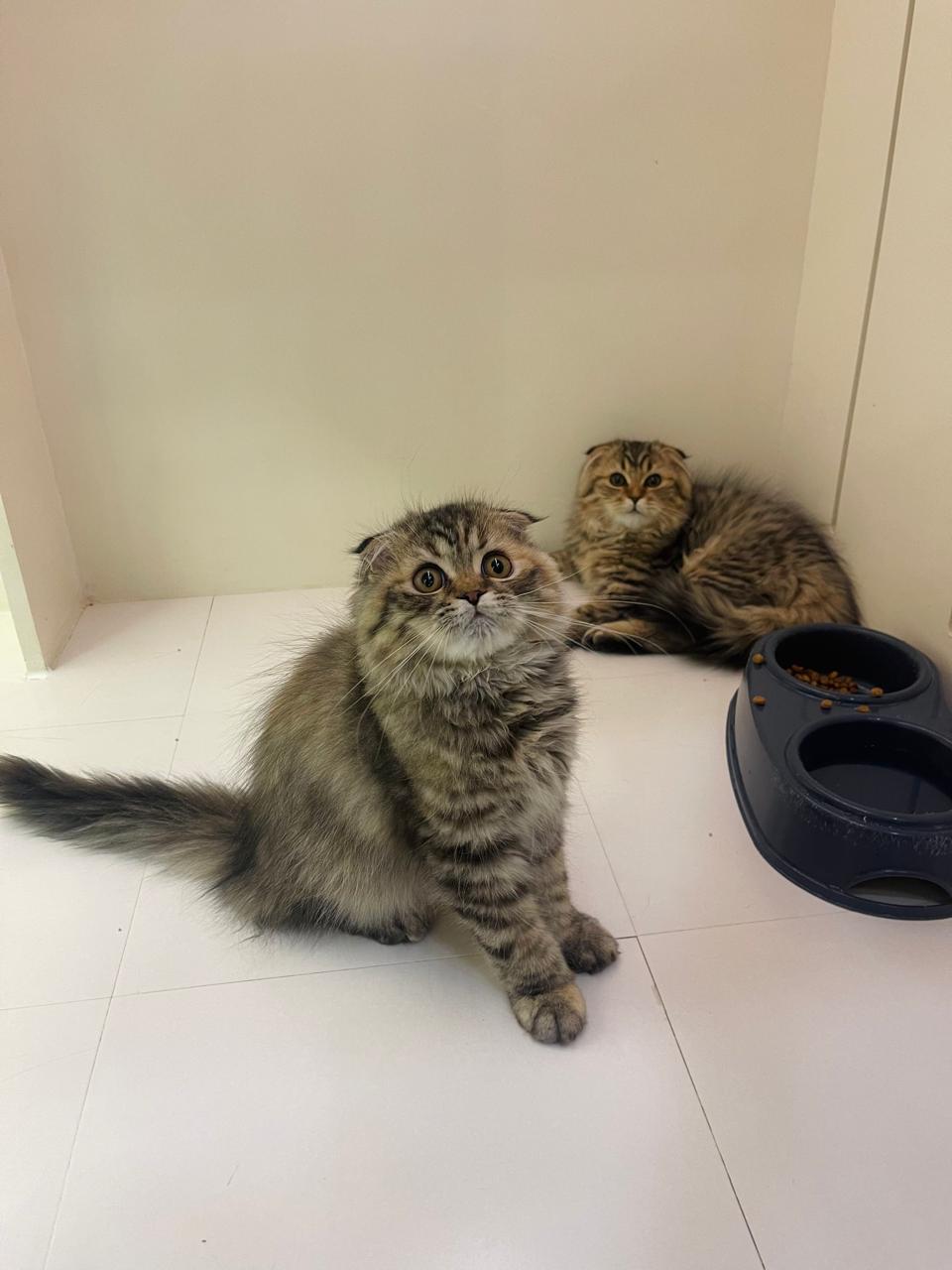 Scottish Fold Kittens