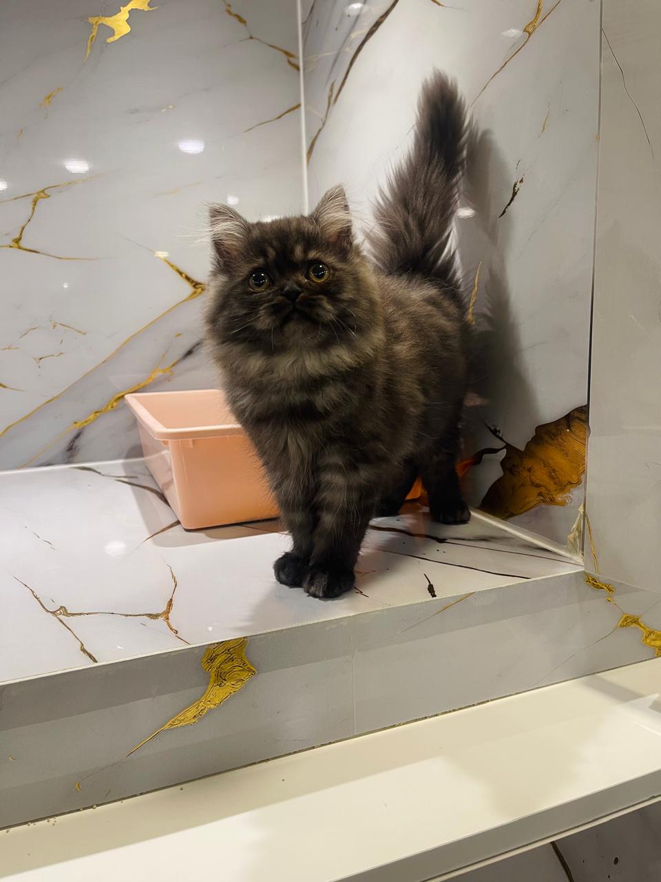 Siberian kitten
