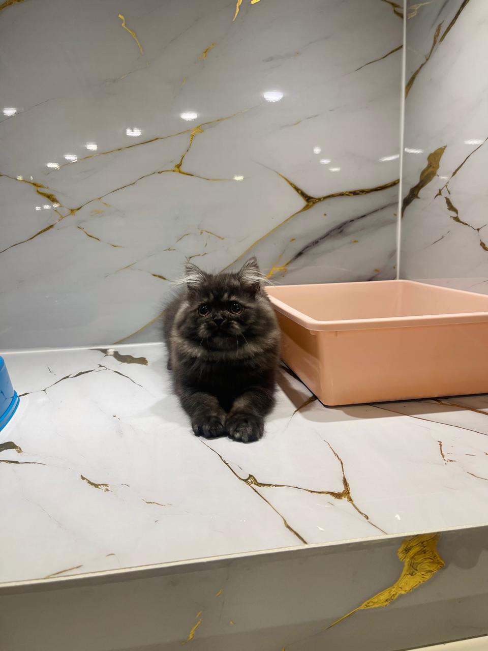 Siberian kitten