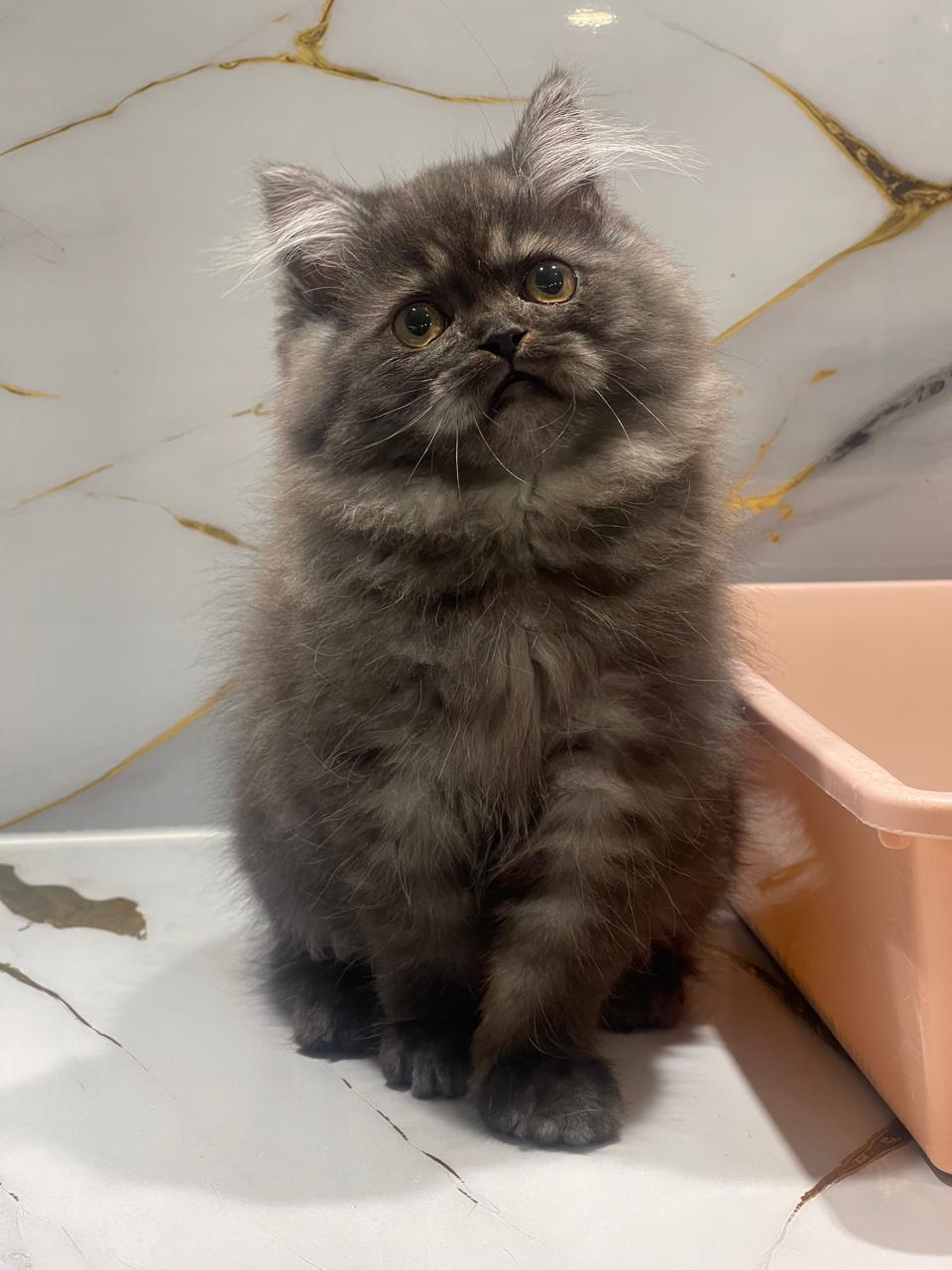 Siberian kitten