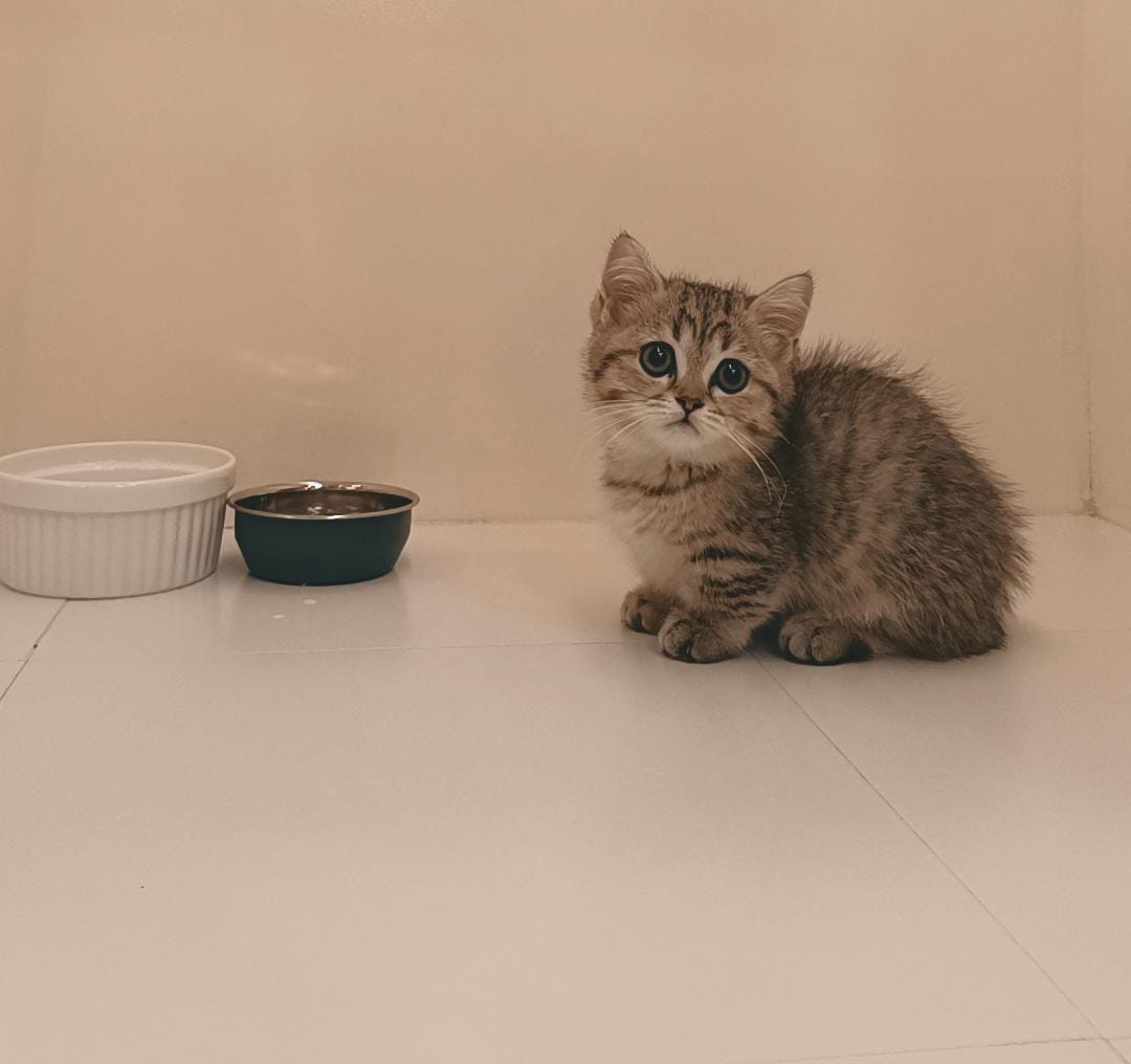 Munchkin Kitten Male