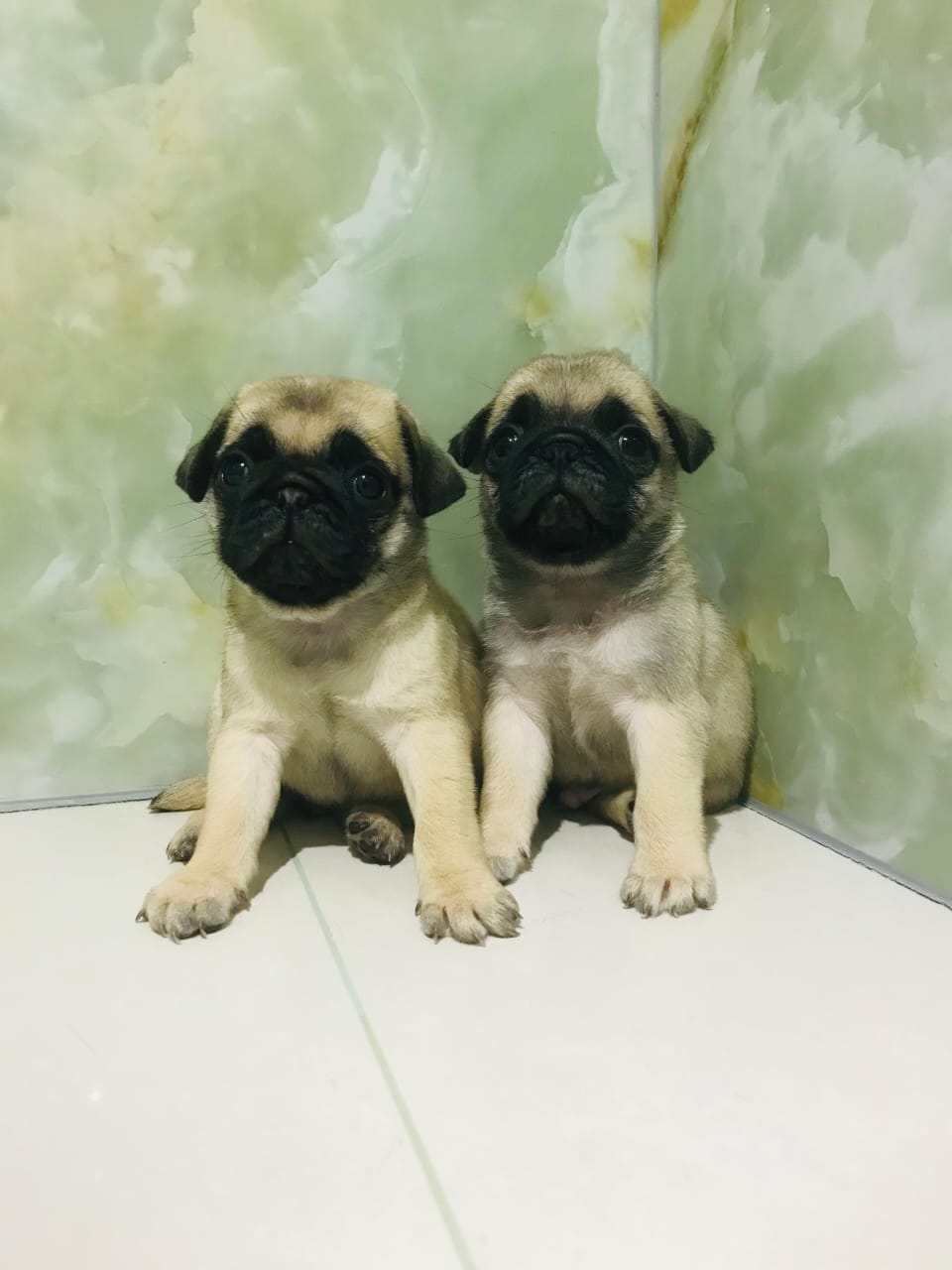 Pug Male Puppy
