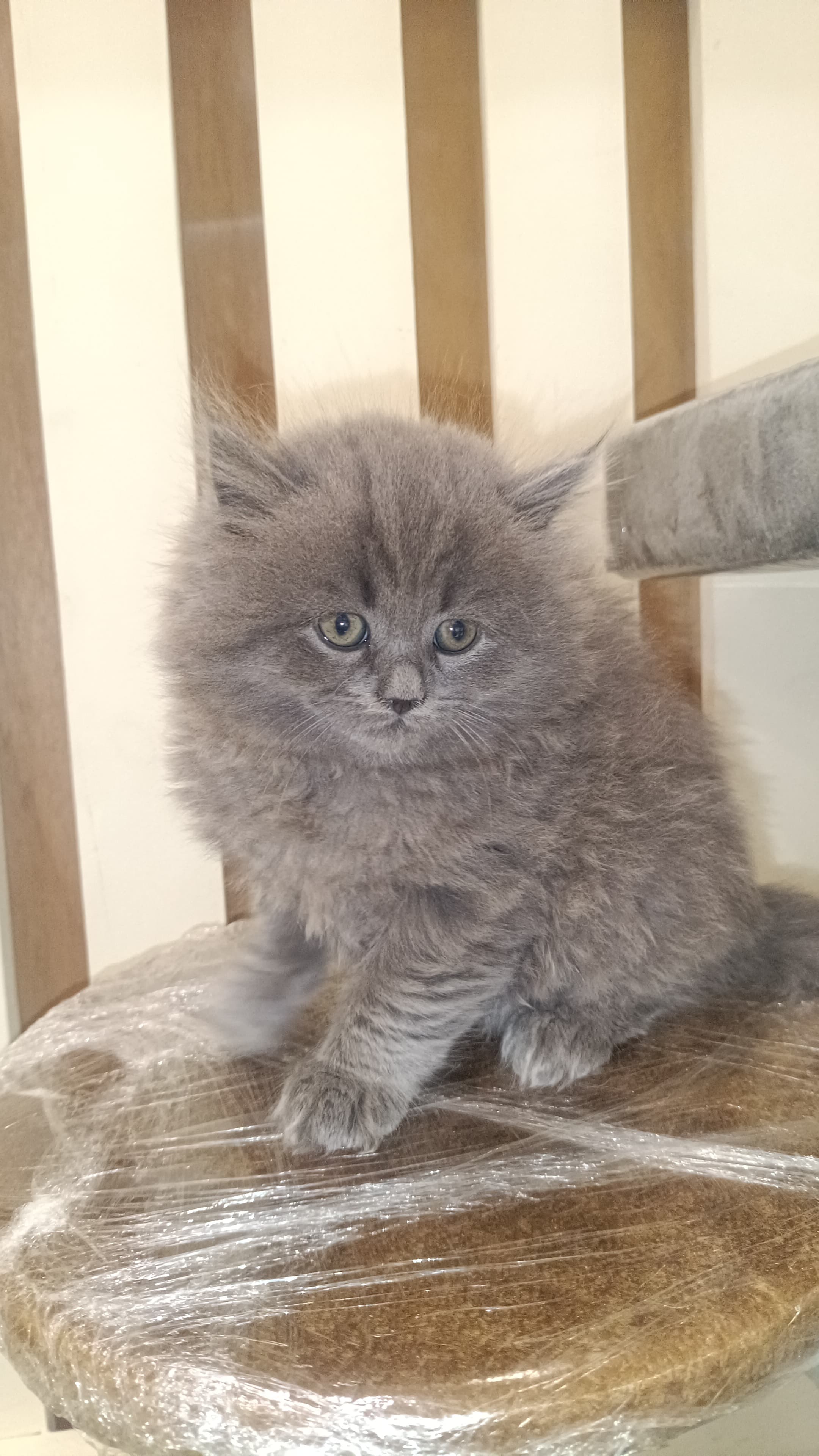 British long hair kitten