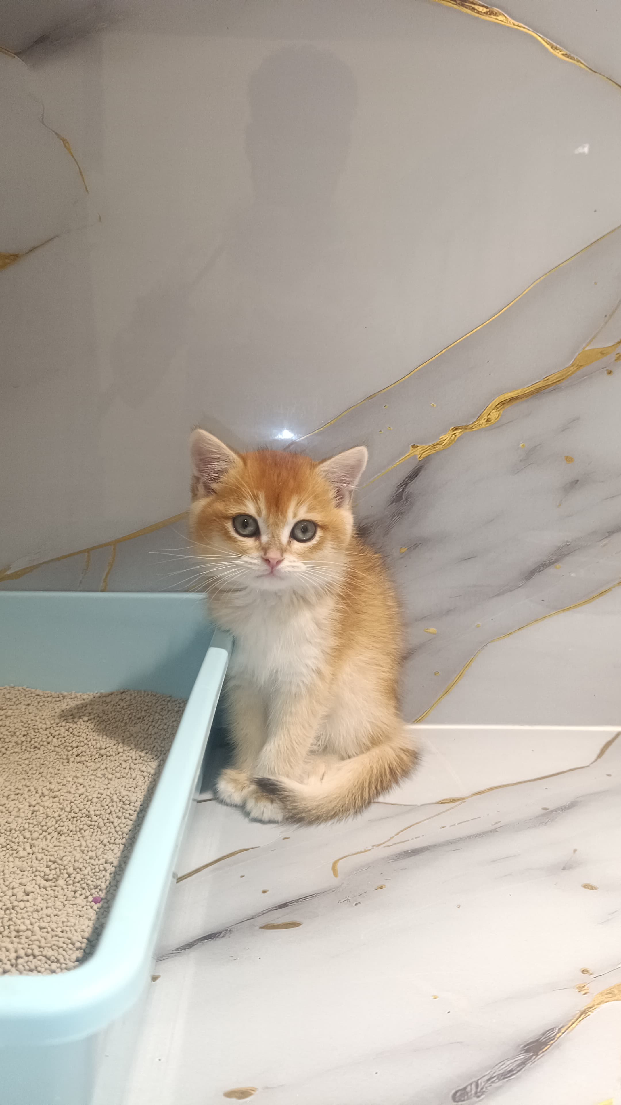 NY 12 Golden British Kitten