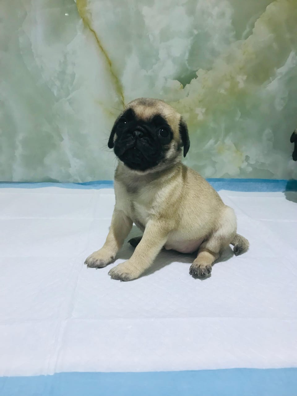 Pug Male Puppy