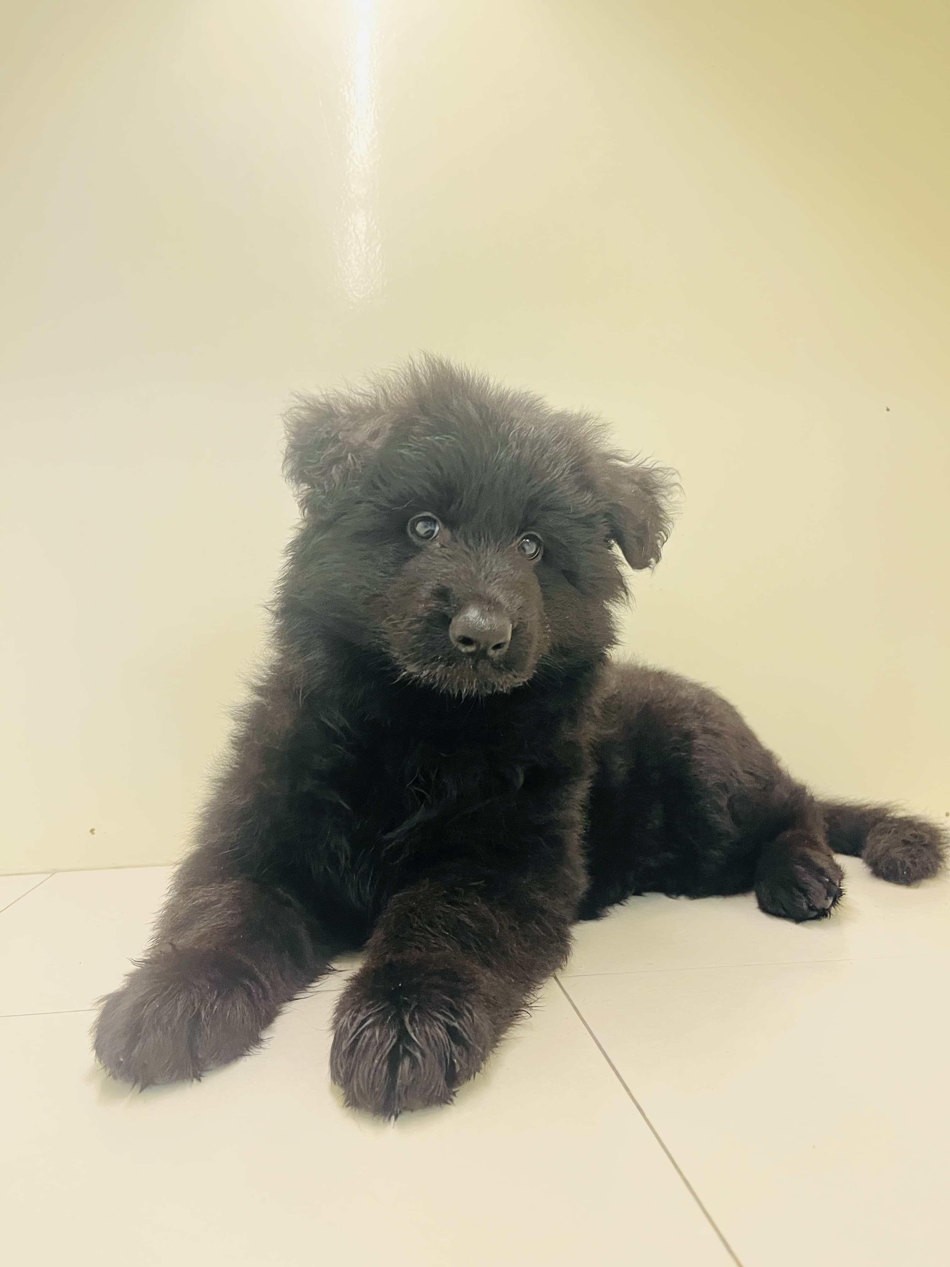 King Size Black Jack puppy