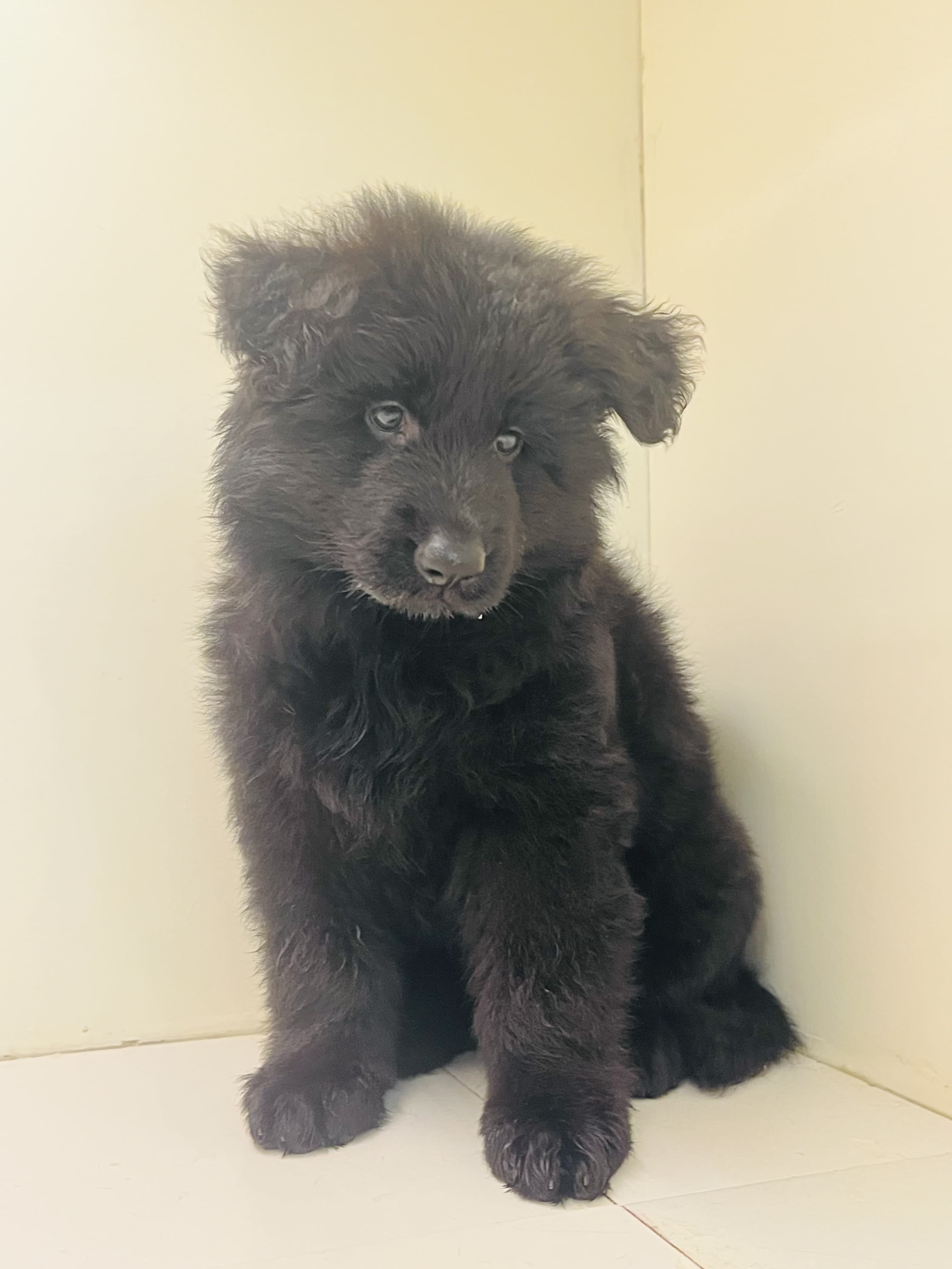 King Size Black Jack puppy