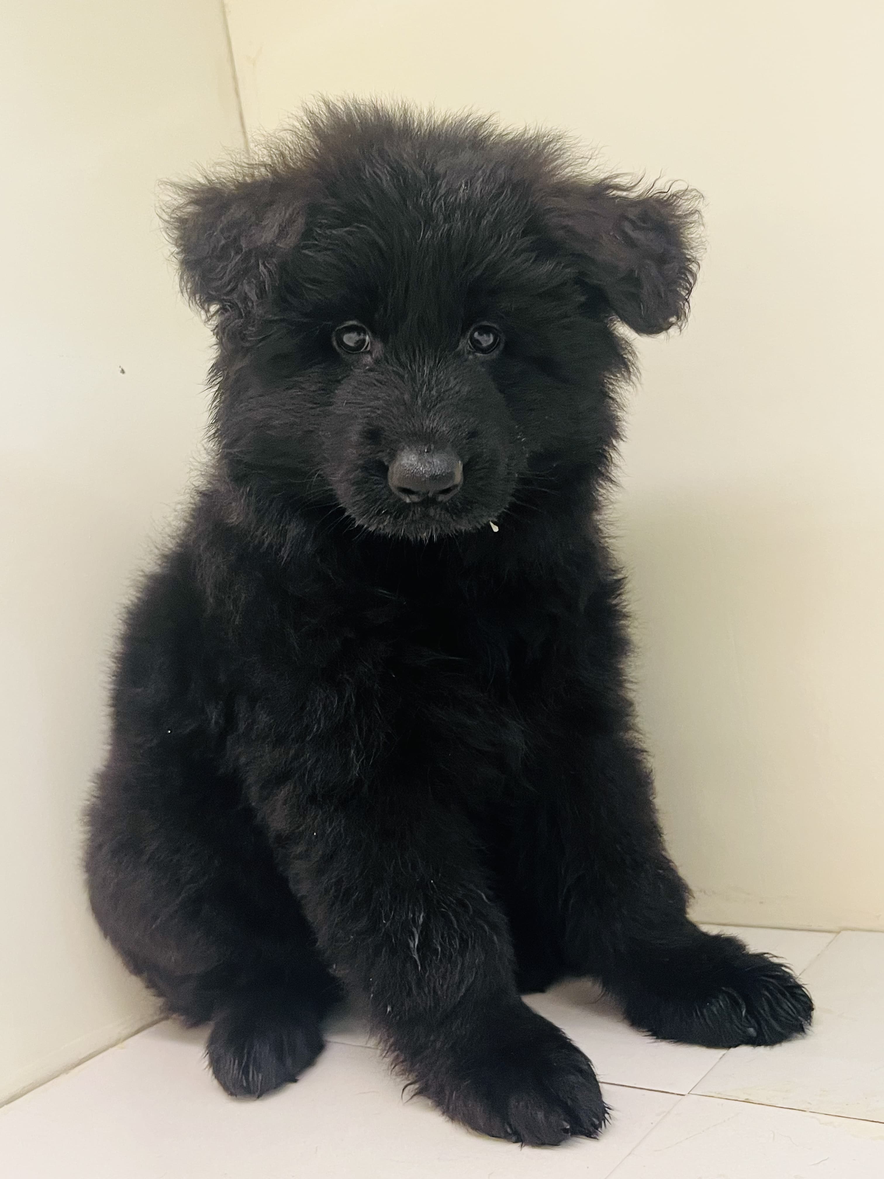 King Size Black Jack puppy