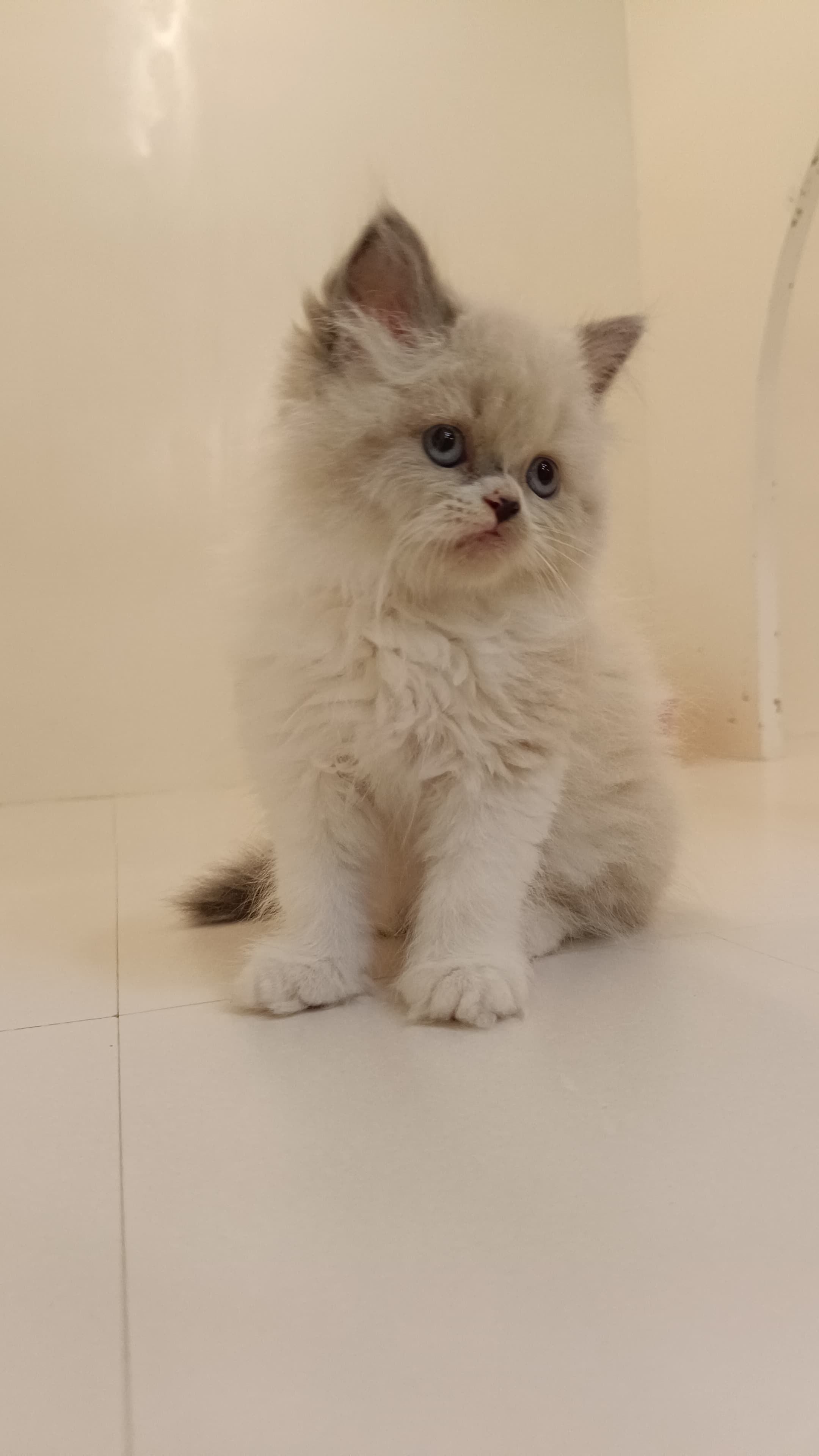 Ragdoll Female Kitten