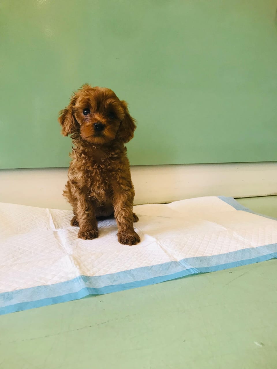 Cockapoo Puppies