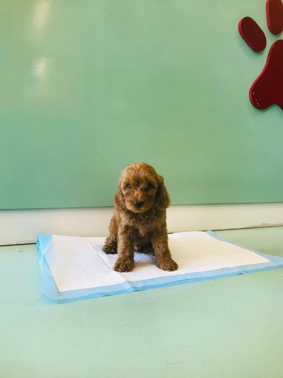Cockapoo Puppies