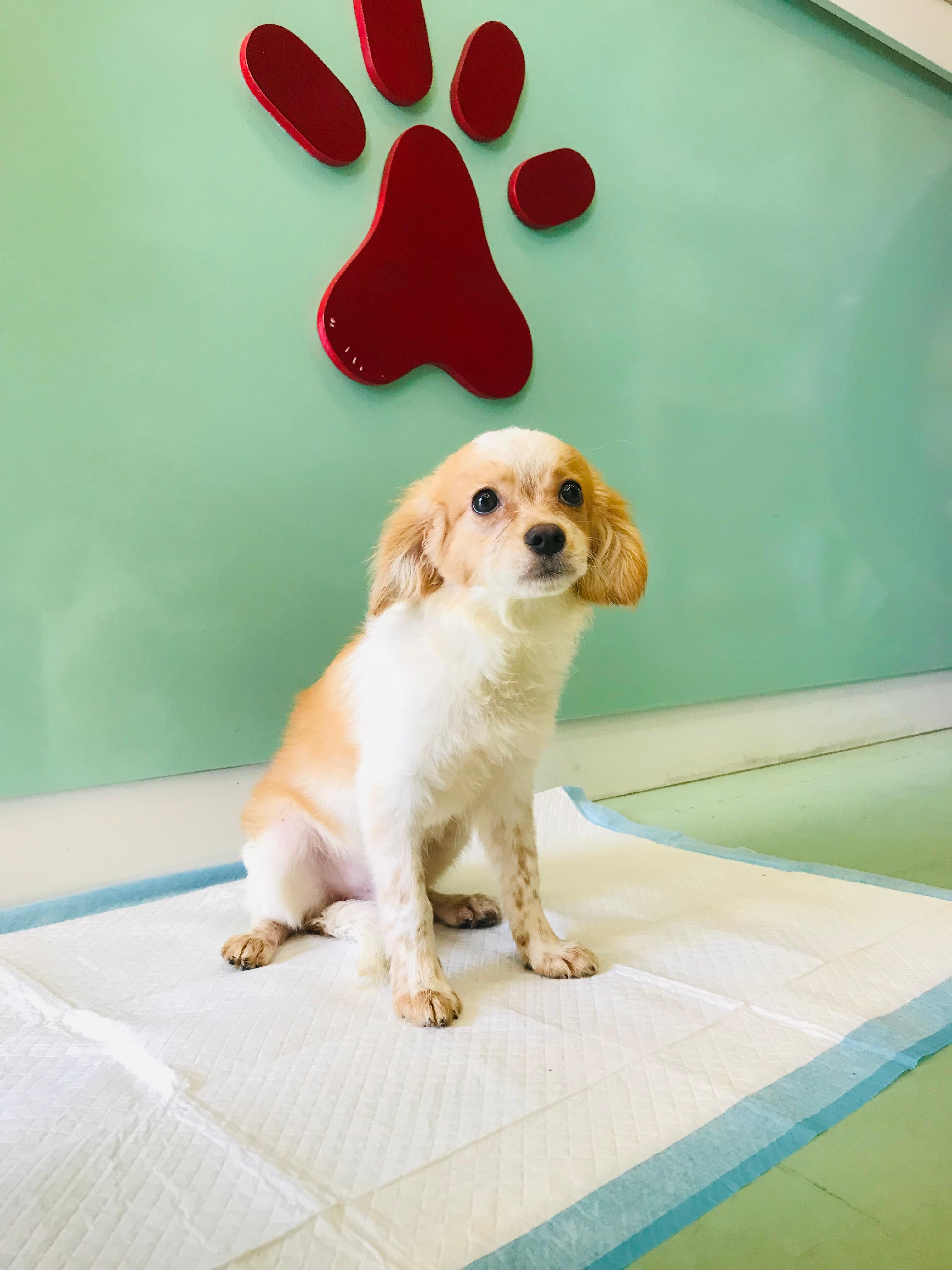 Cavapoo Puppies