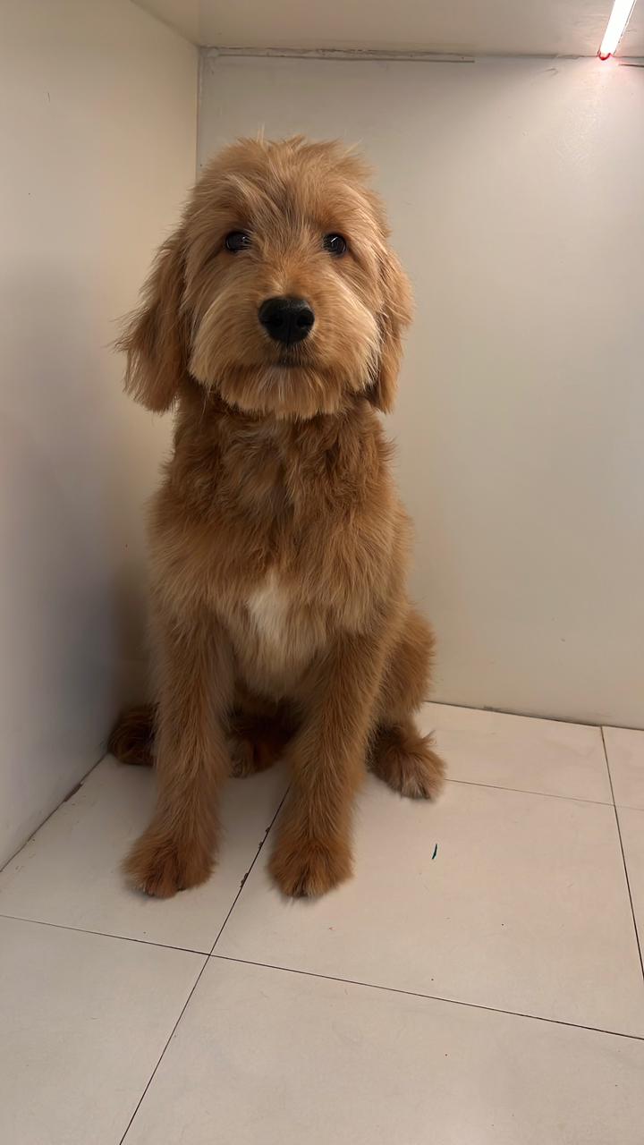 Female Golden Doodle