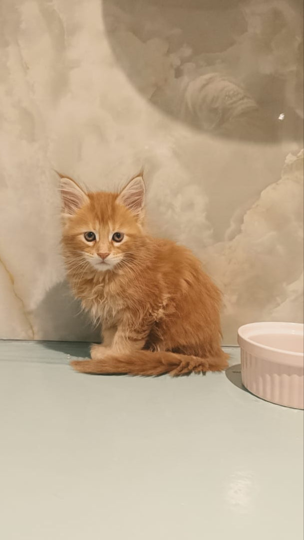 Maine Coon Male Kitten