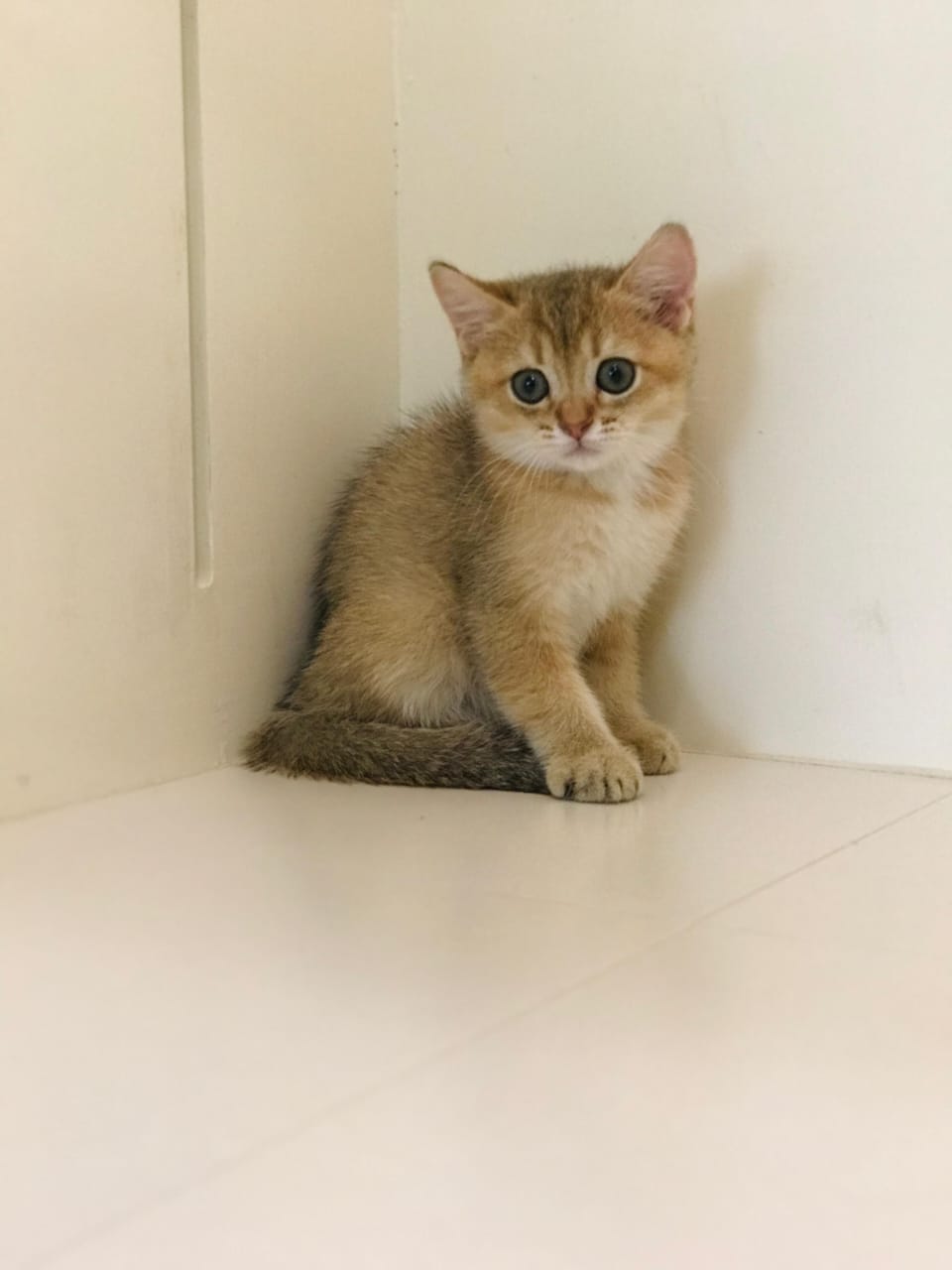 Ny12 Kitten Male