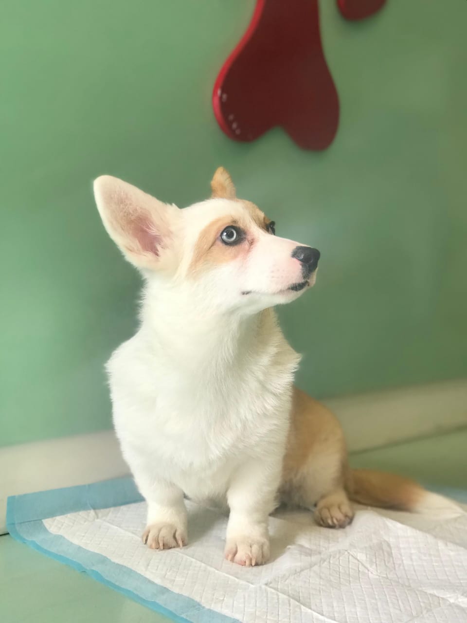 Corgi Puppy Male