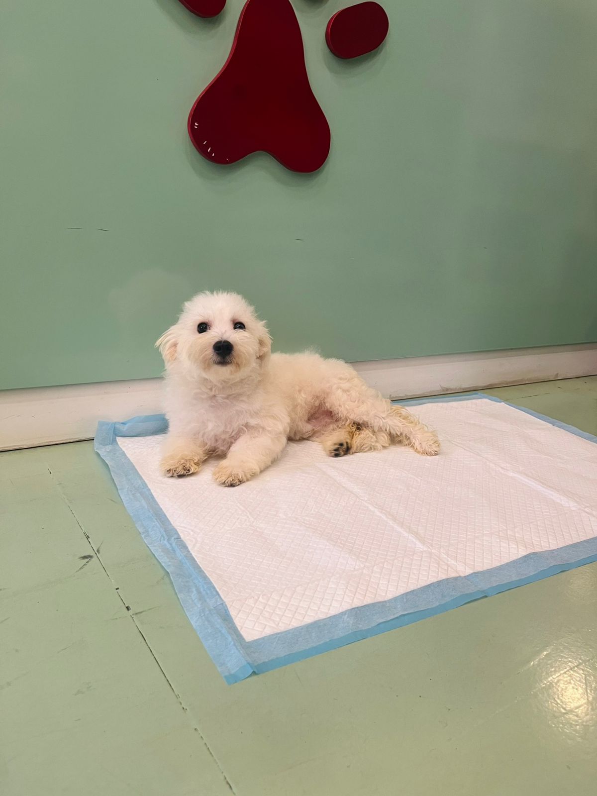 Maltese Male