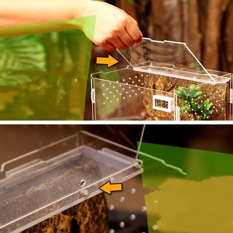 Reptiles Transparent Box