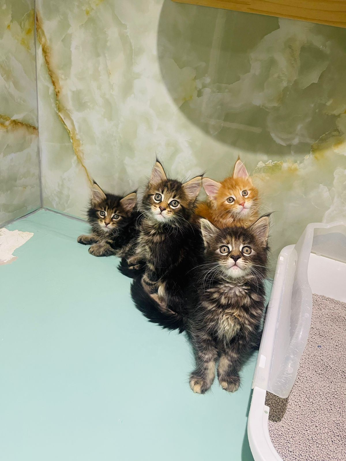 Maine Coon Kitten