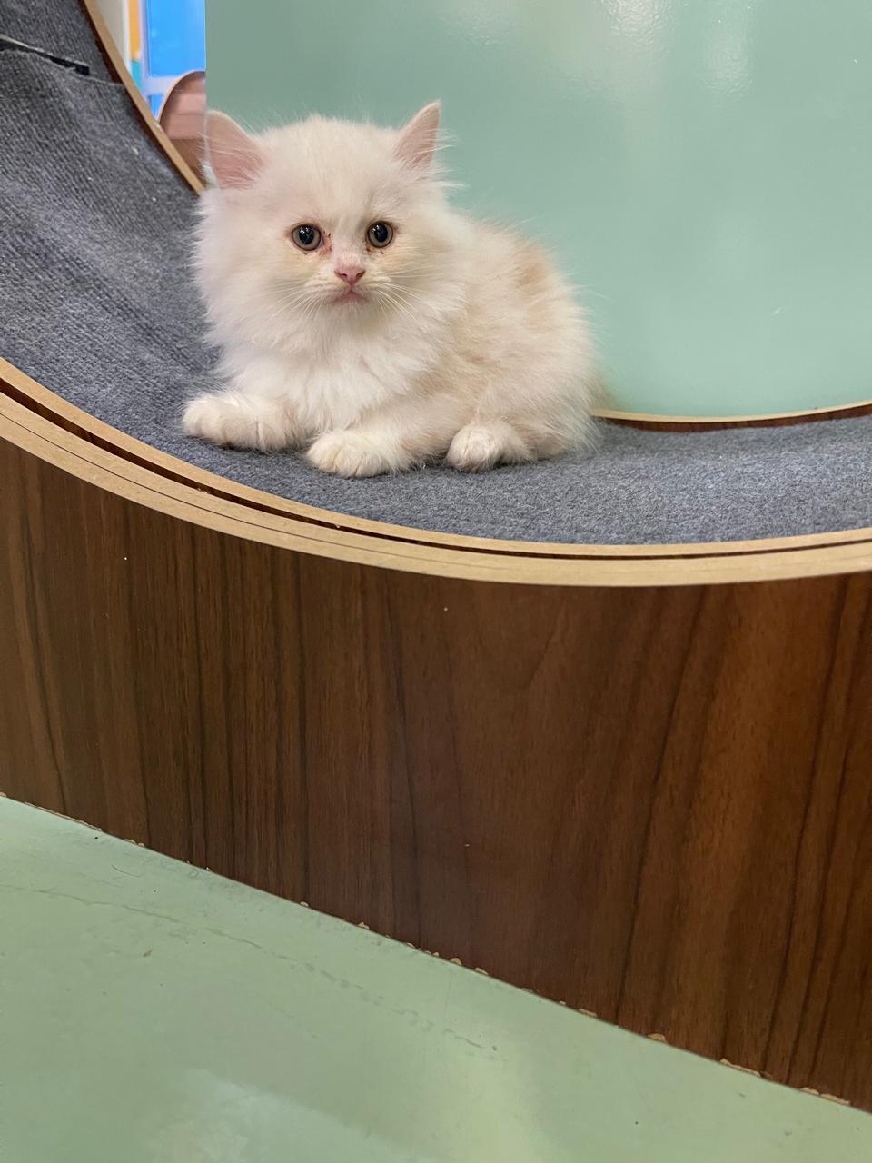 Persian Kitten